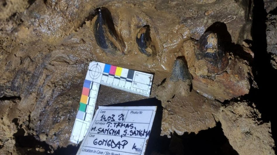Meghalaya: GSI unearths 40-million-year-old fossils in South Garo Hills Meghalaya: GSI unearths 40-million-year-old fossils in South Garo Hills