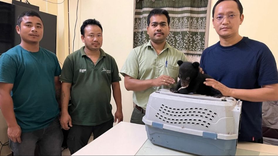 Arunachal: One-month-old male Asiatic Black Bear rescued in Sagalee Arunachal: One-month-old male Asiatic Black Bear rescued in Sagalee