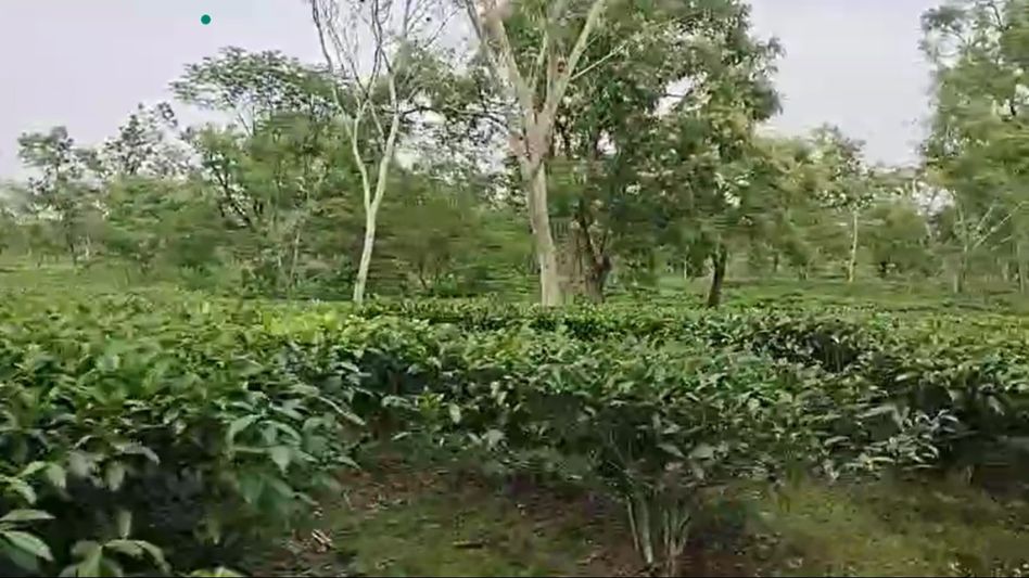 Assam: Leopard attacks 2 tea garden workers in Nazira Assam: Leopard attacks 2 tea garden workers in Nazira