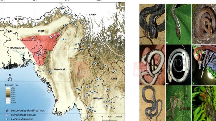 New Snake Species Discovered in Myanmar