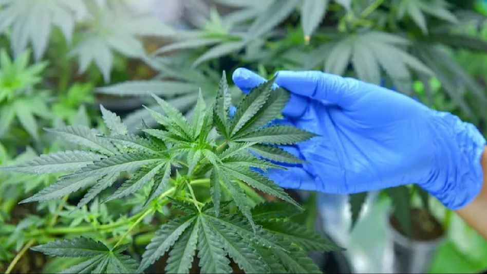 Pakistan to legalise cannabis for medicinal purposes Pakistan to legalise cannabis for medicinal purposes