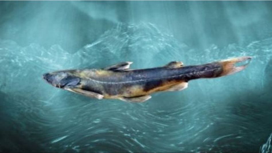 Arunachal: New species of catfish discovered in Tissa River Arunachal: New species of catfish discovered in Tissa River