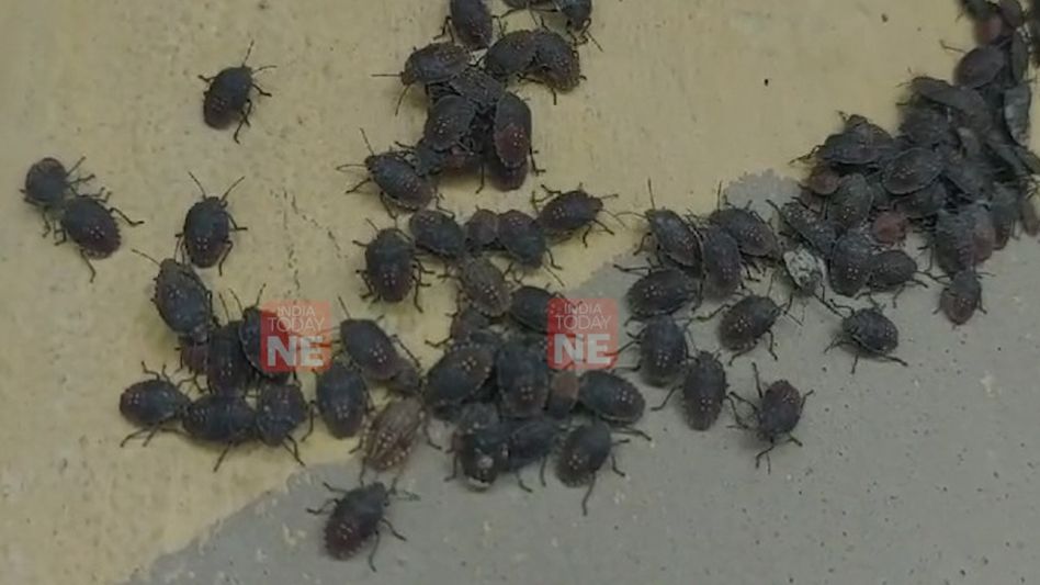 Assam: Insects creating panic in Kaliabor send to Shillong Regional Agricultural Research Centre for identification Assam: Insects creating panic in Kaliabor send to Shillong Regional Agricultural Research Centre for identification