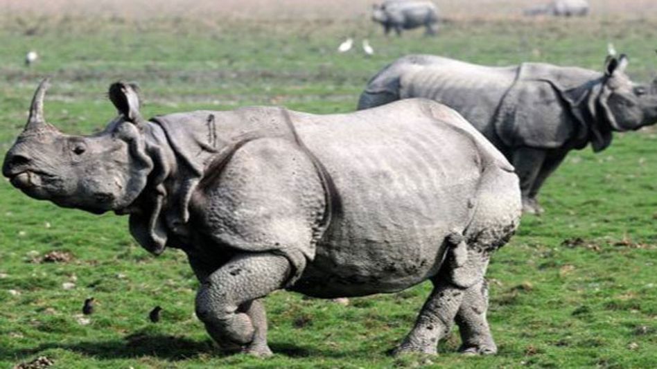 Assam: Kaziranga National Park records highest revenue in 50 years Assam: Kaziranga National Park records highest revenue in 50 years