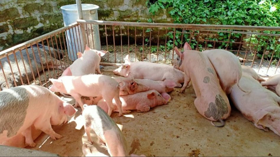 Mizoram: Swine fever death toll on rise; Dulte village most affected with 134 deaths Mizoram: Swine fever death toll on rise; Dulte village most affected with 134 deaths