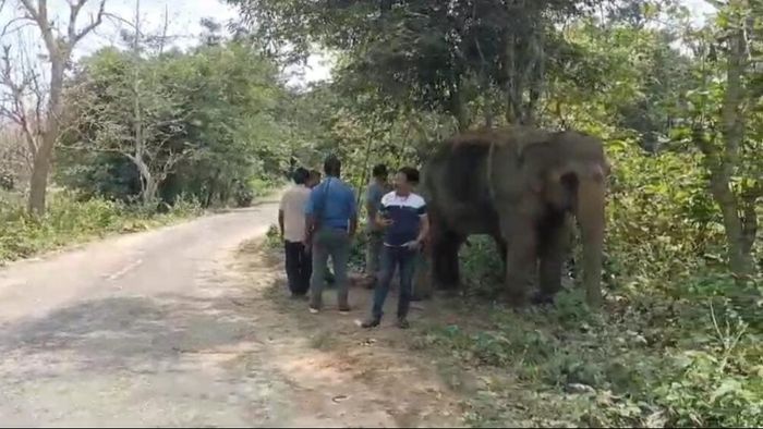 Radio Collars for Wild Elephants in Tripura