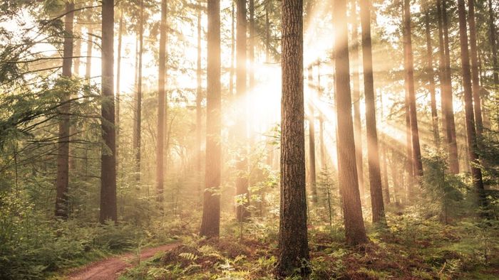 India reports major progress in Forest Conservation to UN Forum on Forests