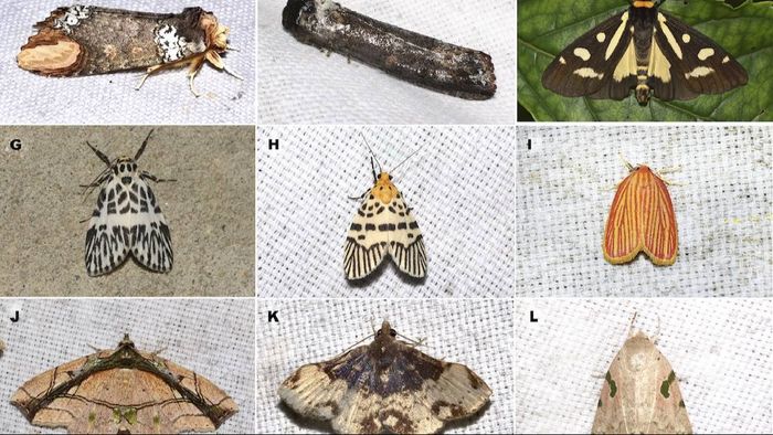 Arunachal's Upper Siang is home to over 250 butterflies, 650 moth and 200 bird species