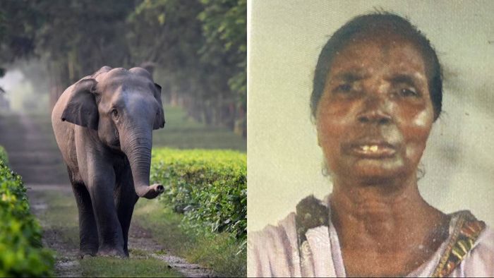Elderly woman, Lucia Ekka, killed in wild elephant attack at Kaliden tea estate in Kaliabor, Assam.