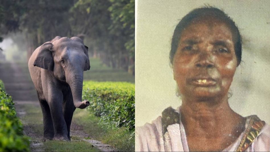 Assam: Elderly woman killed in elephant attack at Kaliabor's Kaliden Tea Estate Assam: Elderly woman killed in elephant attack at Kaliabor's Kaliden Tea Estate
