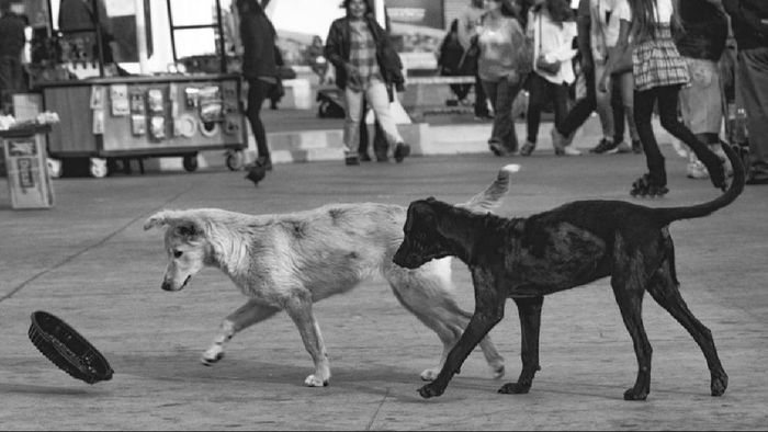 Nagaland Government issues directive for stray dog management