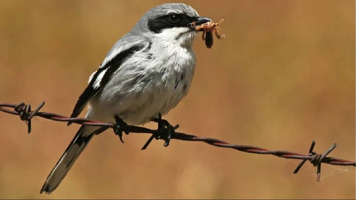Mumbai-based physiotherapist discovers giant shrike in Arunachal Pradesh