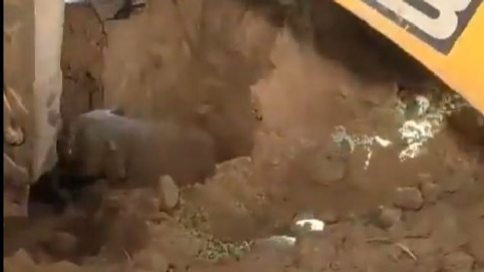 Assam: Elephant calf rescued from pit after 2 hour rescue operation in Kamrup district Assam: Elephant calf rescued from pit after 2 hour rescue operation in Kamrup district