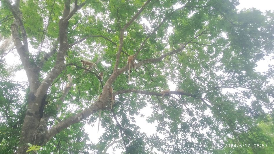 Assam: Another adult Golden langur died of electrocution in Kokrajhar Assam: Another adult Golden langur died of electrocution in Kokrajhar