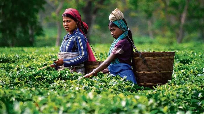 Assam's tea gardens empowered with clean water access