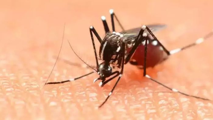 Dengue in Mizoram: 7 Dead in Two Years