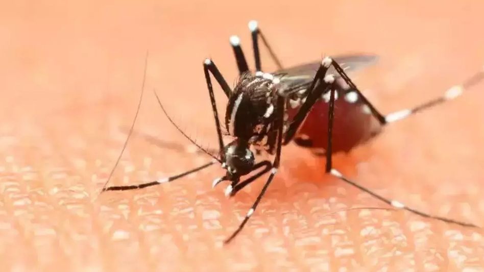 Mizoram: Seven fatalities from dengue over two years Mizoram: Seven fatalities from dengue over two years