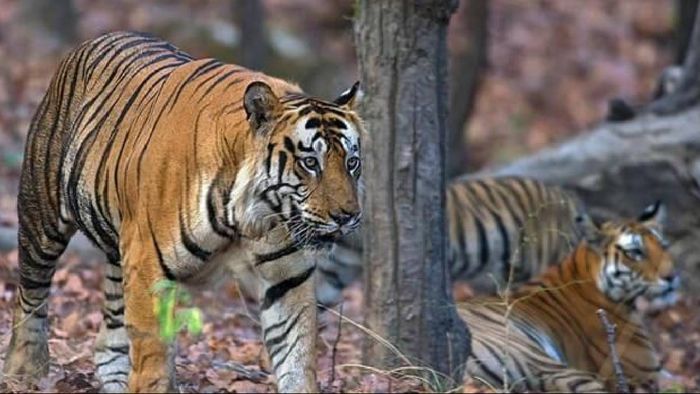 Arunachal: Patrolling intensified in Pakke Tiger Reserve