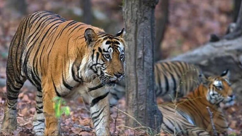 Arunachal: Patrolling intensified in Pakke Tiger Reserve Arunachal: Patrolling intensified in Pakke Tiger Reserve