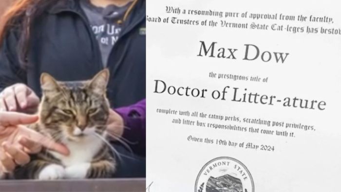Max the Cat awarded honorary degree at Vermont State University