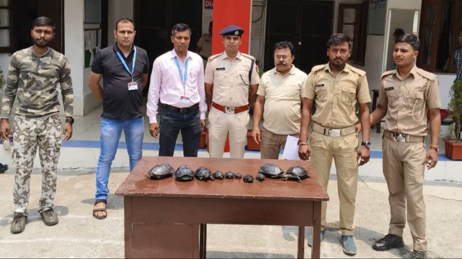 Railway Protection Force recovers 10 endangered turtles at New Jalpaiguri Station Railway Protection Force recovers 10 endangered turtles at New Jalpaiguri Station