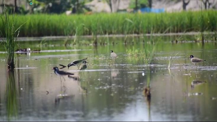 Bedeti Wetland: A Migratory Bird Paradise Bedeti Wetland: A Migratory Bird Paradise