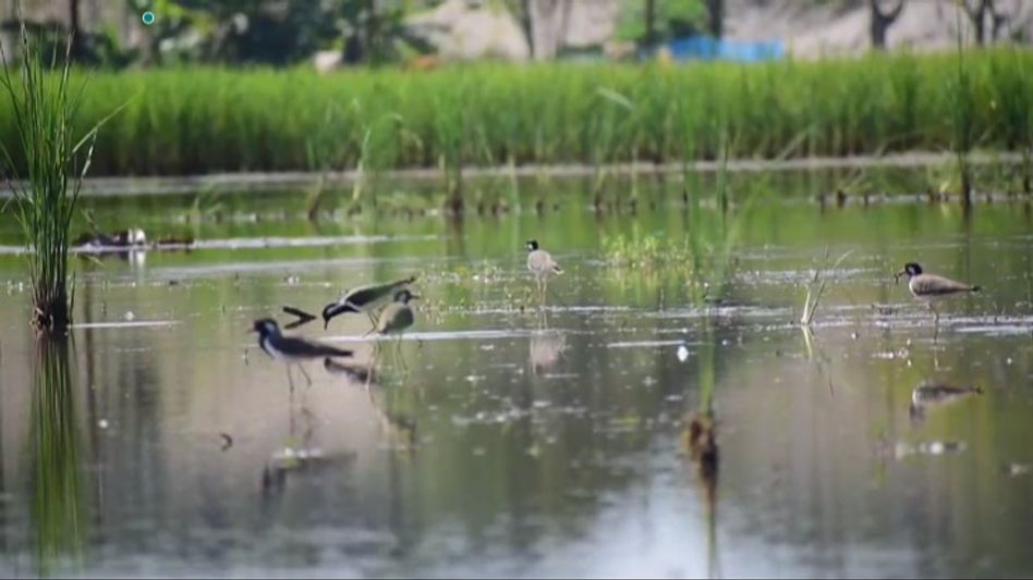 Bedeti Wetland: A Migratory Bird Paradise Bedeti Wetland: A Migratory Bird Paradise