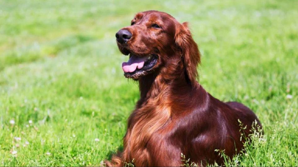 Gleaming Coats: Tips for Keeping Your Pet Dog's Hair Shining Gleaming Coats: Tips for Keeping Your Pet Dog's Hair Shining