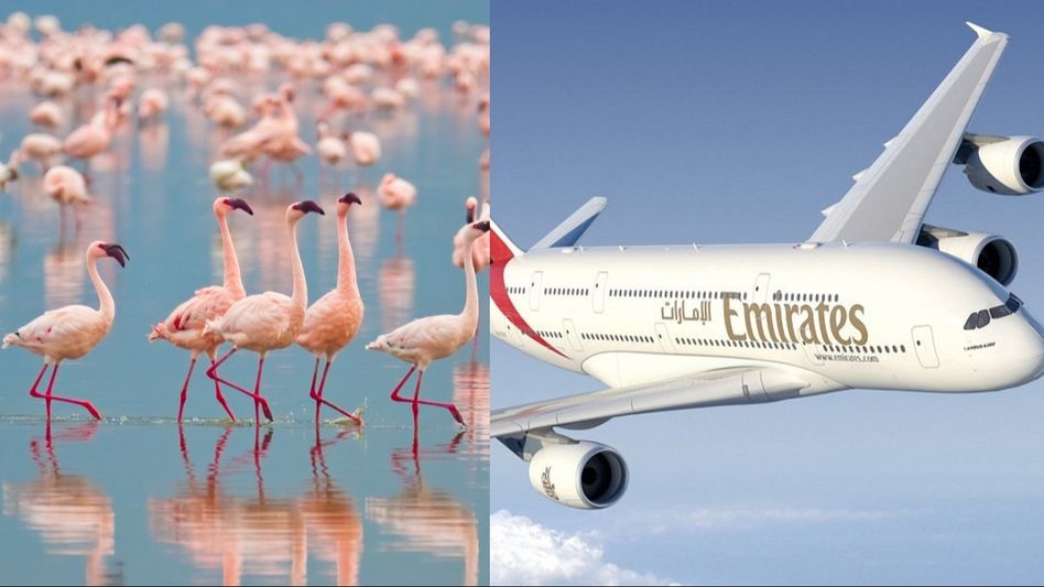 Maharashtra: 40 flamingoes killed after Emirates flight hits a flock during landing Maharashtra: 40 flamingoes killed after Emirates flight hits a flock during landing
