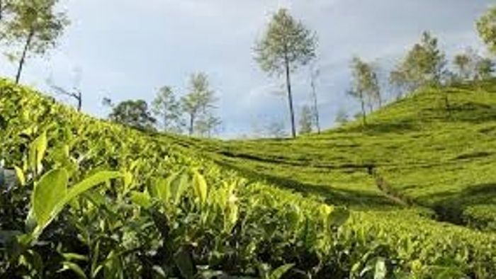 Assam Tea Industry Shutdown