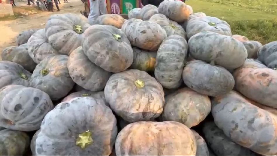 Assam: Bokakhat farmers triumph with lucrative pumpkin export Assam: Bokakhat farmers triumph with lucrative pumpkin export