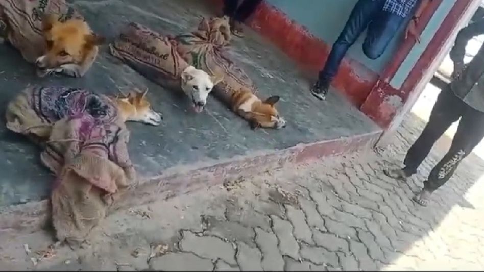 Dog trafficking ring busted in Assam's Silchar, 3 arrested Dog trafficking ring busted in Assam's Silchar, 3 arrested