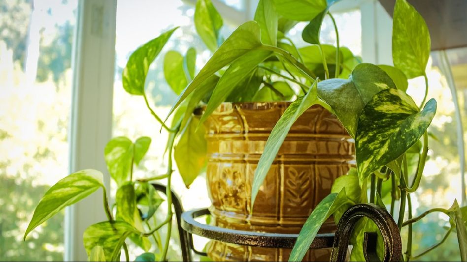 Cultivating Evergreen Elegance: A Comprehensive Guide to Thriving Indoor Plants Cultivating Evergreen Elegance: A Comprehensive Guide to Thriving Indoor Plants