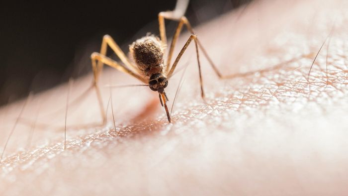 Outdoor online gaming levels up malaria risk in Meghalaya, says health official