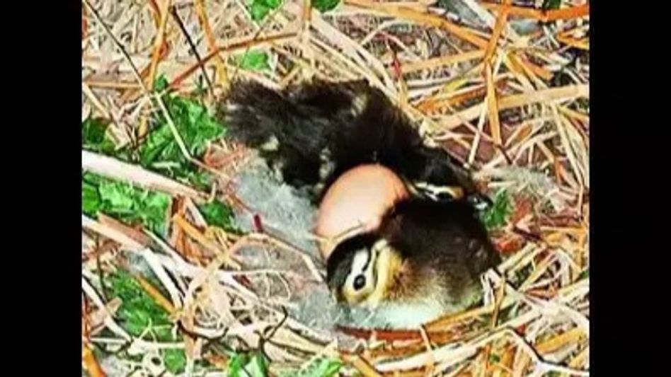 Assam State Zoo welcomes first mandarin ducklings Assam State Zoo welcomes first mandarin ducklings
