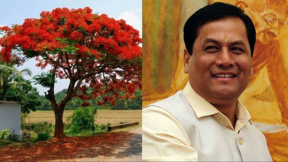 Krishnachura: How Sarbananda Sonowal's sapling initiative is helping to beat the scorching heat Krishnachura: How Sarbananda Sonowal's sapling initiative is helping to beat the scorching heat