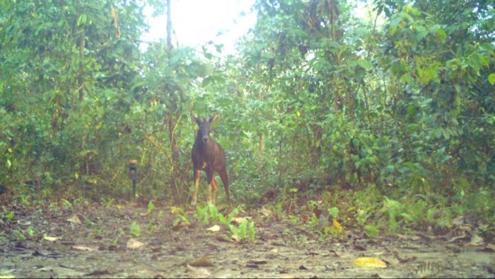 Assam: Rare Himalayan Serow spotted in Nameri National Park for the first time