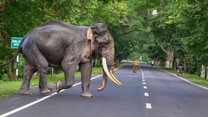 Wild elephants attacked vehicles on the national highway in Jagiroad, killing one person.