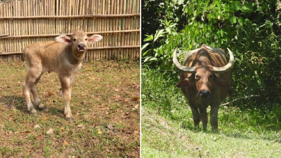 Assam CM Himanta Biswa Sarma applauds successful release of rescued wild buffalo calf  Assam CM Himanta Biswa Sarma applauds successful release of rescued wild buffalo calf