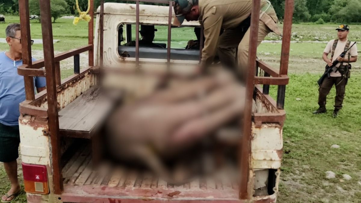 Assam: 7-month-old elephant calf dies after wandering out of Raimona National Park Assam: 7-month-old elephant calf dies after wandering out of Raimona National Park