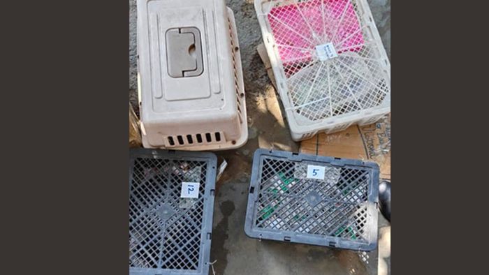 Mizoram Police Rescues 24 exotic animals at border check post (Photo credit: ANI)