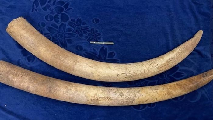 Customs busts elephant ivory smuggling ring in Assam; seizes tusks worth crores