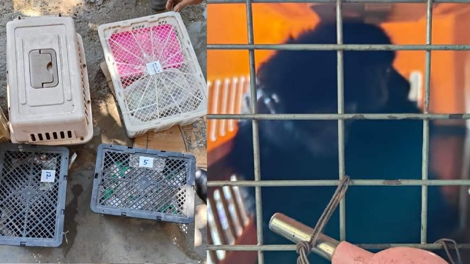 Mizoram Police rescue 24 exotic animals near Mizoram-Tripura border Mizoram Police rescue 24 exotic animals near Mizoram-Tripura border