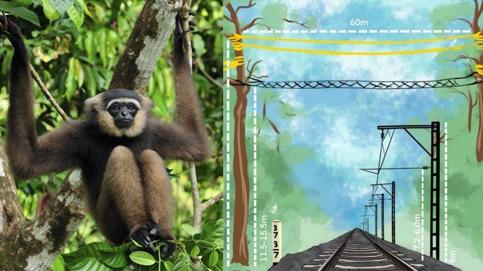 NF Railway installs Canopy Bridges to facilitate movement of Hoolock Gibbons in Assam NF Railway installs Canopy Bridges to facilitate movement of Hoolock Gibbons in Assam