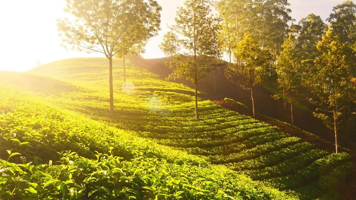 Tripura to launch diploma, post-graduate diploma courses on tea production management
