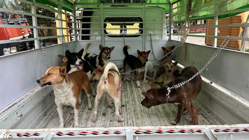 Assam: 47 dogs rescued from smugglers in Golaghat, 5 arrested Assam: 47 dogs rescued from smugglers in Golaghat, 5 arrested