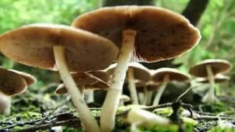 8 hospitalised in Golaghat's Uriamghat after consuming toxic mushrooms 8 hospitalised in Golaghat's Uriamghat after consuming toxic mushrooms