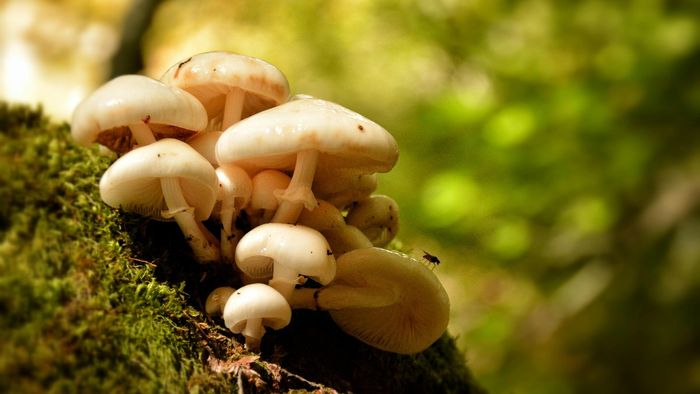 Another casualty in wild mushroom poisoning case in Meghalaya's West Jaiñtia Hills