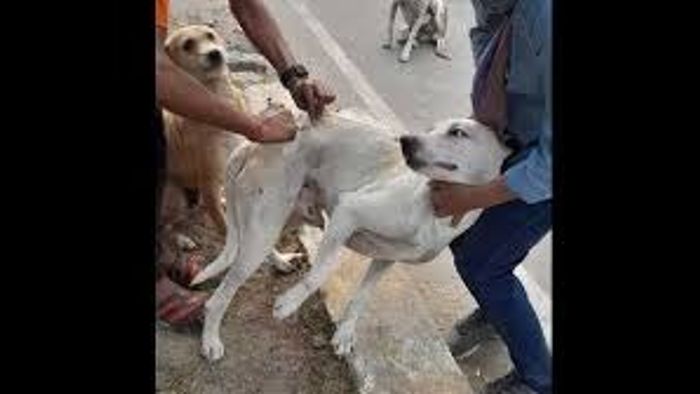 450+ Dogs Vaccinated in Arunachal's Capital Complex