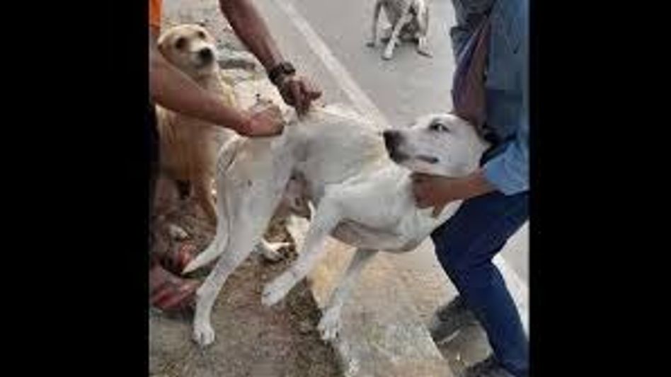 Over 450 dogs vaccinated in anti-rabies drive across capital complex in Arunachal  Over 450 dogs vaccinated in anti-rabies drive across capital complex in Arunachal